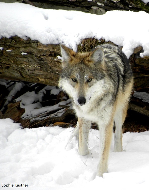 Mexican gray wolf - belong in Utah